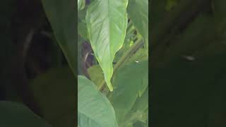 B variegata S podophyllum VID20240925084654 [upl. by Tiphany]