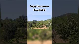 Sanjay tiger reserve Kusmisidhi mpnationalpark tiger shorts mp ytshorts short madhyapradesh [upl. by Navaj927]