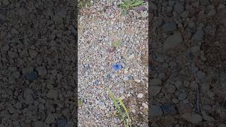 Parastais zilenītis  The common blue butterfly Polyommatus icarus ✨️ daba nature butterfly [upl. by Maurie]