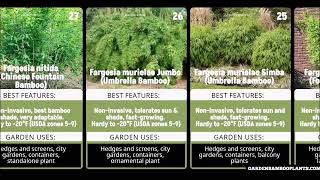 30 Clumping Bamboo Compared Unique Features Growth Conditions amp Garden Uses Noninvasive Bamboo [upl. by Ahsitel]