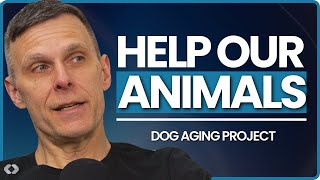 The Dog Aging Project that aims at Helping Dogs Live Longer [upl. by Lairbag689]