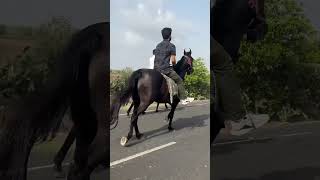 Hoofbeats and heartbeats entwined dosti shortvideo trending horse morning friends morning [upl. by Itsrejk]