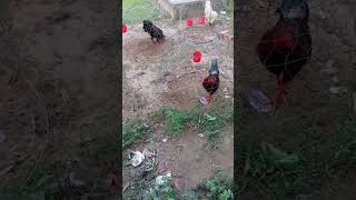 Fighting cocks in VIETNAM viralvideo automobile car video music nature funny carchill vlog [upl. by Wendall766]