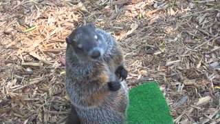 Chuck the Groundhog Training at the Staten Island Zoo [upl. by Euginimod553]