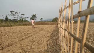 Preparing the field for betel nut plantation betel nut farming [upl. by Rosenkranz128]