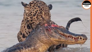 Jaguar Grabs The Caiman From Its Head [upl. by Atenek]