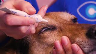 How to apply ointment to your dogs eyes [upl. by Frank]