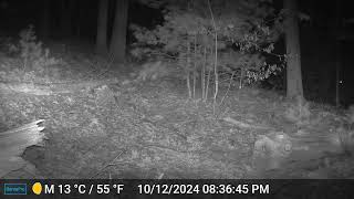 Ashland Trail Cam 101224 Raccoon [upl. by Matland590]