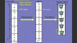 Introduction to Protein Synthesis [upl. by Llezom]