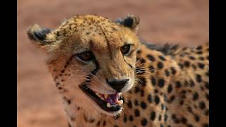 Cheetah Sound Effect [upl. by Anaid586]