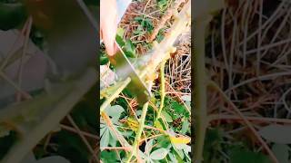 agritools farmer life tonglufeng agriculture agritool youtubeshorts viral [upl. by Suhail]