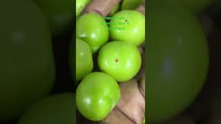 Green Plums  Crunchy Sour amp Nutritious [upl. by Nonnerb]