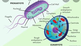 Types Of Cellकोशिका के प्रकारProkaryotic CellMesokaryotic Cellamp Eukaryotic Cell [upl. by Blau]