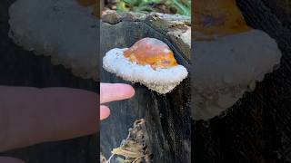 Polypore 💧 guttation fungi sensory asmr [upl. by Nalyt]