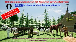 Dieren in Dienst van het Kamp van Beverlo [upl. by Amihc]