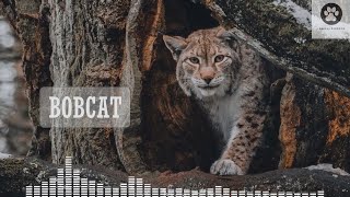 Bobcat scream sound  Sound of a bobcat  Bobcat sounds at night Wild bobcat voice [upl. by Fasa]