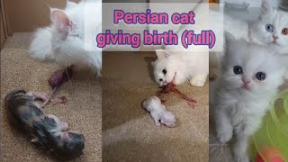 Persian Cat  Giving birth [upl. by Yssirc]