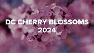 DC Cherry Blossoms 2024  A WUSA9 Special Report [upl. by Yenar]