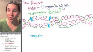 Skeletal Muscle 4 Thin Filaments [upl. by Issak]