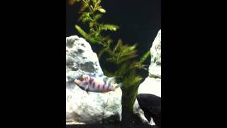 55 gallon tank setup with oscar cichlids [upl. by Nuoras652]