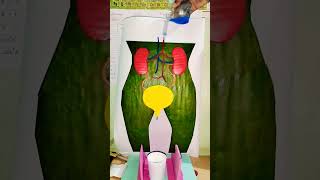 Model of Urinary bladder science project art study viralshorts [upl. by Ativad]