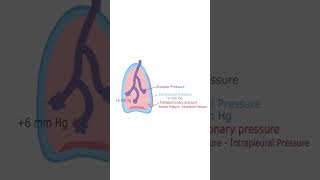 Transpulmonary Pressure  Quick Explanation [upl. by Ferguson398]