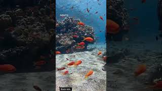 Anthias🍥 youtubeshort youtuber facts trendingshorts pets marinelife marinecreatures marine [upl. by Netsoj]