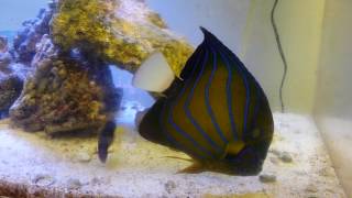 Pomacanthus Annularis Blue Ring Angelfish in the EBS Marinelab 180 gallon tank [upl. by Ateval]