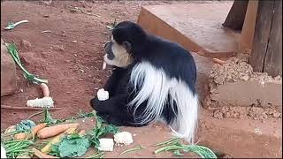 What a colobus Monkey [upl. by Ityak]