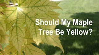 How to Cure Iron Deficiency in Maples and Oaks  Iron Chlorosis the Yellow Oak and Maple Disease [upl. by Milore190]