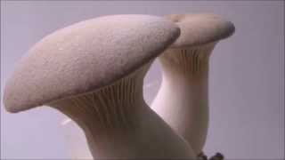 Oyster Mushroom Pleurotus eryngii King Oyster [upl. by Ormiston822]