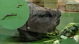 S1E160 🦍 Does Rola recognize death of her pet🪱 Dinner Time🍴 ⎮Solitary Gorilla⎮CHIBA ZOO [upl. by Eniamrej]