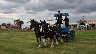 SHIRE AND CARRIAGE HORSES [upl. by Verras]