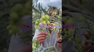 BU ZEYTİN 🫒 ZENGİN EDİYOR ARBEQUİNA 05324181897 kaptantarım fidan tarla arbequina zeytin [upl. by Ciredec282]