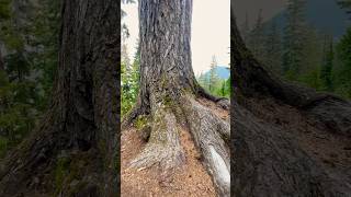 Fascinating Tree Barks Along the Trail nature savetrees trending [upl. by Melisa391]