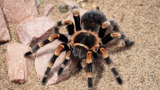 Hogyan tartsam  Brachypelma hamorii [upl. by Buine]