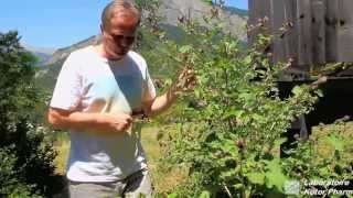 Plantes médicinales  Bardanes Arctium lappa et Arctium minus [upl. by Nnagem]