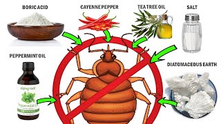 How To Get Rid Of Bed Bugs Naturally  Fast amp Effective Home Remedies [upl. by Ayoral636]