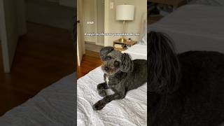 AD A Day In My Life As A Poodle Mix With Beneful Incredibites BenefulPartner [upl. by Leihcim]