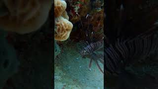 Lionfish Looks Like Its Talking Itself Down 😤 fish coralreef fyp fypシ゚viral oceanreef4k [upl. by Leslee]