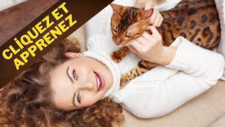 Top 10 Des Races De Chats Les Plus Affectueuses Qui Aiment Les Câlins [upl. by Ttsepmet602]