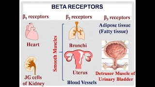 Pharmacology of Beta AgonistsSympathomimeticsUsesSide Effects [upl. by Anselmo617]