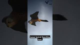 Lesser kestrel searching hunt Short videoFalconLover5 [upl. by Smeaj311]