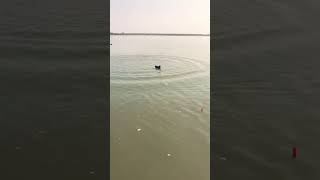 Murghabi ka shikar Chenab River ak47firing birdhunting hunting birdhunter [upl. by Aivonas107]