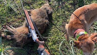 Caccia al cinghiale in SardegnaOzieri 1112024 apertura abbattimento porcastro🐗 [upl. by Amado]