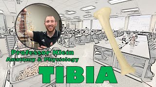 Tibia Bone [upl. by Maroney]