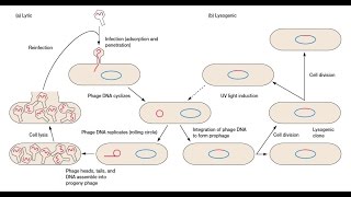 Bacteriophage Replication  Lytic Cycle and Lysogenic Cycle [upl. by Asikal]