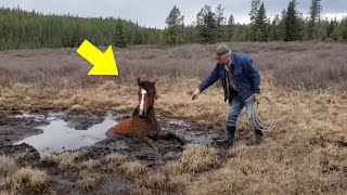 This Man Came To Rescue A Horse Stranded In A Swamp Then Something Incredible Happened [upl. by Drofdeb]