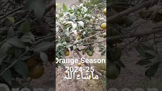 Orange Season 202425Punjab Pakistan [upl. by Saffren]