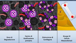 Istologia 30  Osso  Ossificazione indiretta [upl. by Nibas866]